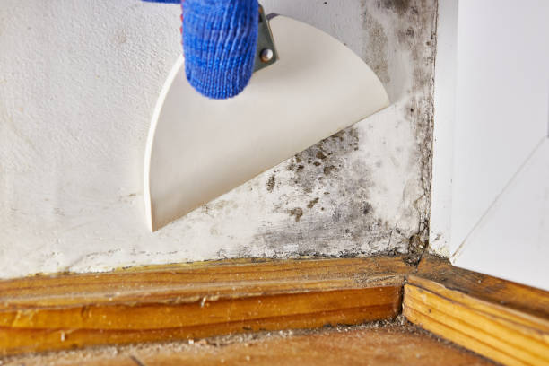 Best Residential Mold Inspection & Testing  in Hurricane, UT